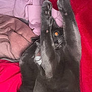 Uly a rejoint le concours — aidez-le/la à gagner de superbes lots ! cat, black_cat, paws, bed, blanket, red_blanket, pink_blanket, beige_blanket, playful, pet, animal, fur, whiskers, claws, indoor, cozy, resting, wide_eyes, cute, soft