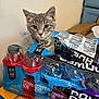 cat, kitten, tabby, animal, pet, powerade, bottles, packaging, box, drink, beverage, indoor, curious, gray, young_cat, collar, plastic_wrap, table, container, label