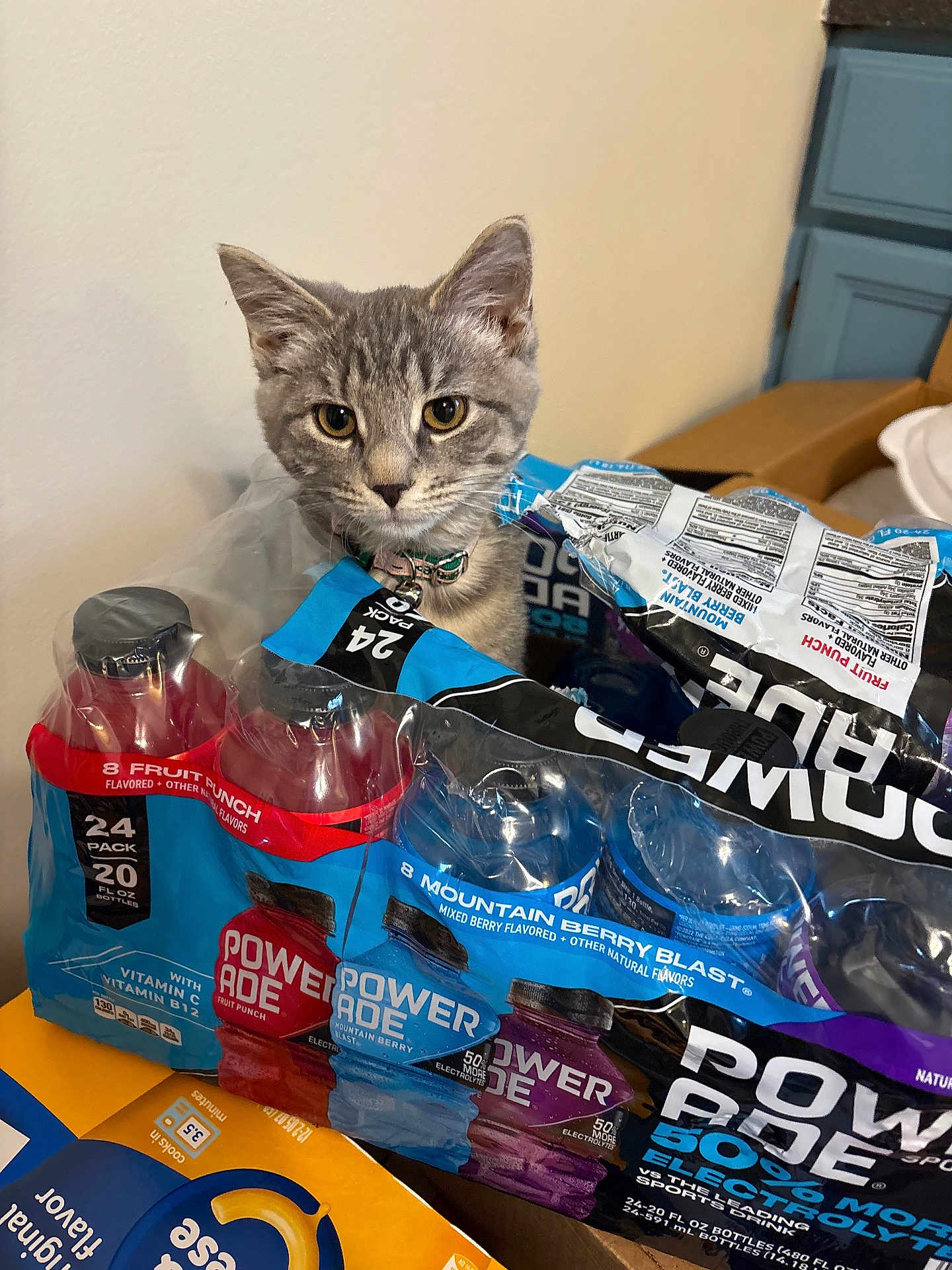 Athena joined the competition — help win amazing prizes! cat, kitten, tabby, animal, pet, powerade, bottles, packaging, box, drink, beverage, indoor, curious, gray, young_cat, collar, plastic_wrap, table, container, label