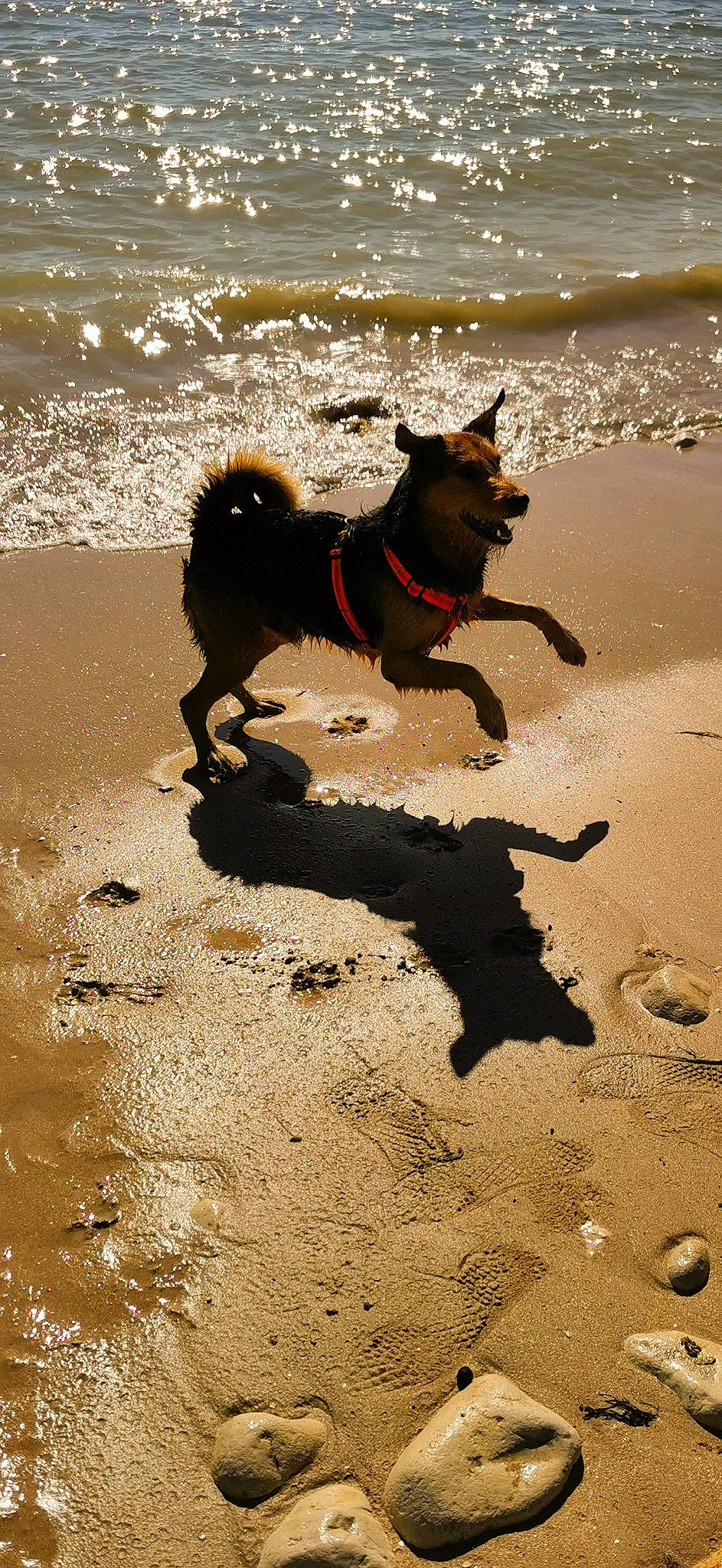 Itak a rejoint le concours — aidez-le/la à gagner de superbes lots ! beach, black_norwegian_elkhound, canidae, carnivore, dog, dog_breed, sand, schipperke, sporting_group, water