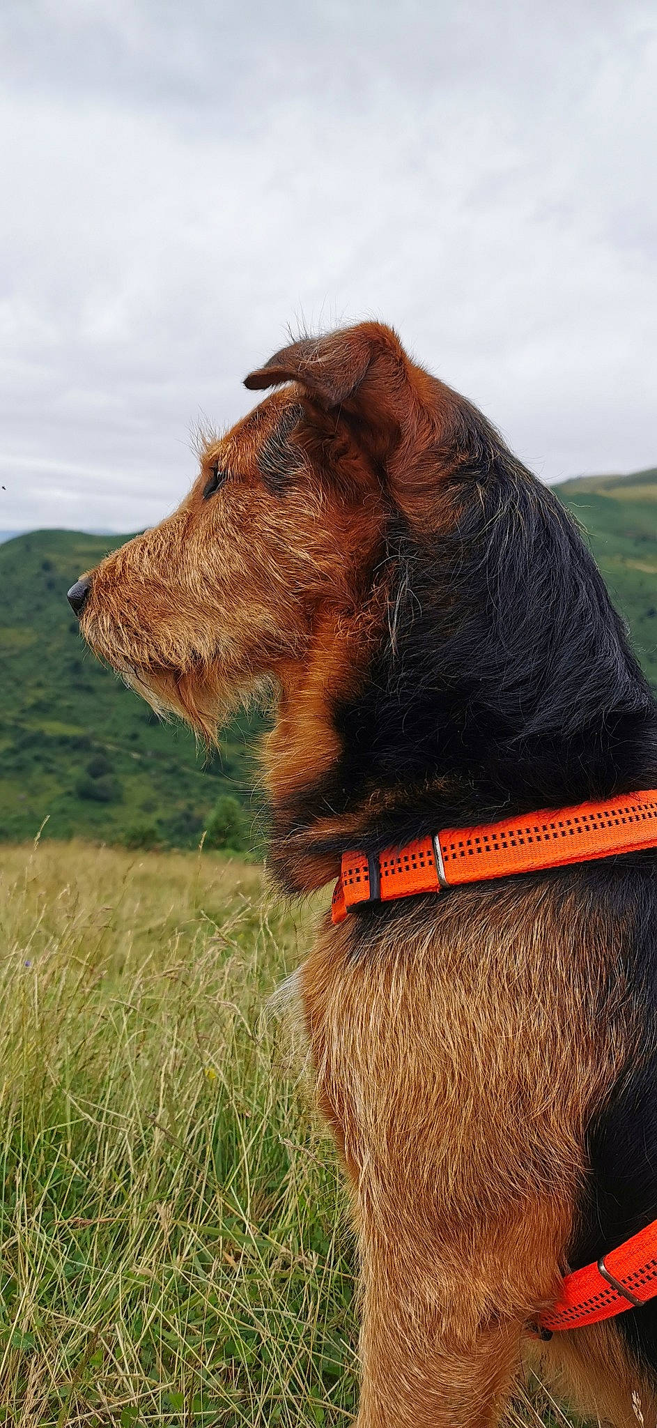 Itak a rejoint le concours — aidez-le/la à gagner de superbes lots ! airedale_terrier, canidae, carnivore, companion_dog, dog, dog_breed, hunting_dog, irish_terrier, mammal, sporting_group, styrian_coarse_haired_hound, terrier, vertebrate