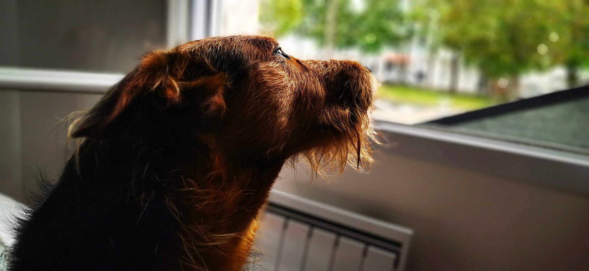 Itak participe au concours pour gagner de l'argent avec cette photo : canidae, carnivore, companion_dog, dog, dog_breed, ear, irish_setter, irish_terrier, liver, setter, snout, sporting_group, window