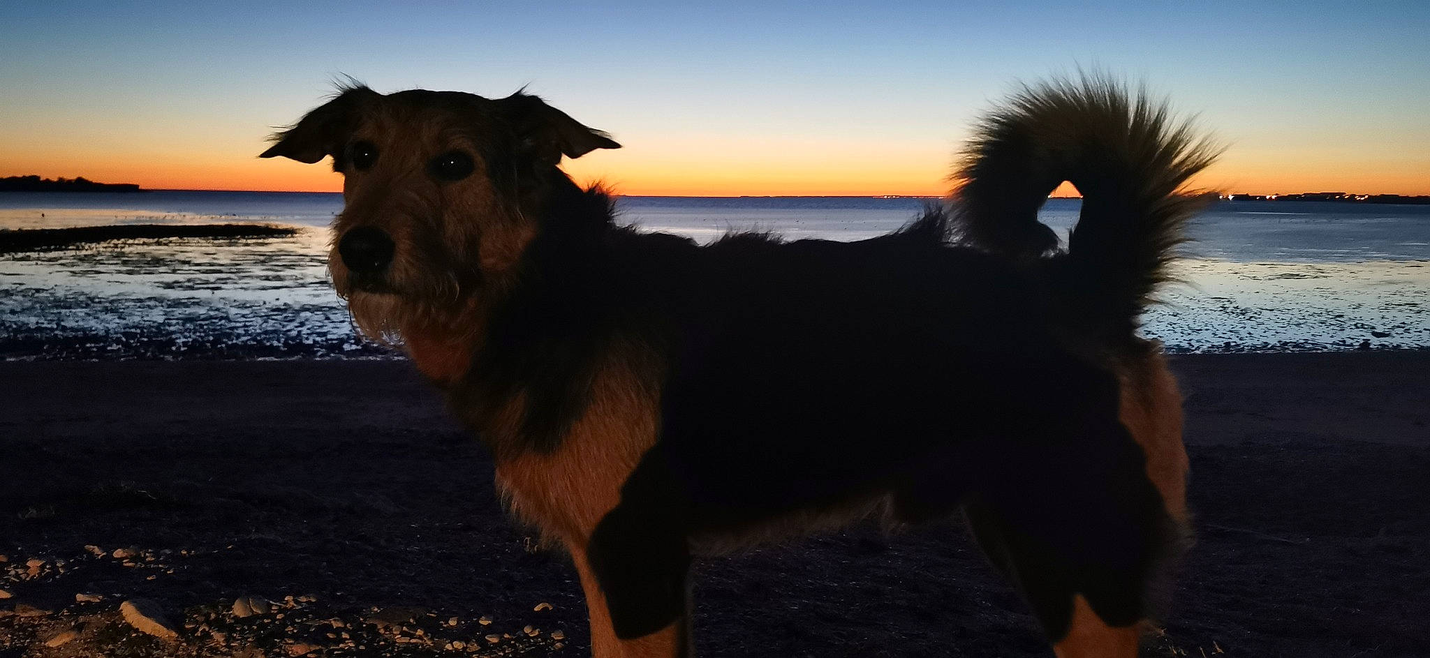 Itak a rejoint le concours — aidez-le/la à gagner de superbes lots ! airedale_terrier, australian_terrier, canidae, carnivore, companion_dog, dog, dog_breed, jagdterrier, mammal, rare_breed_dog, terrier, vertebrate