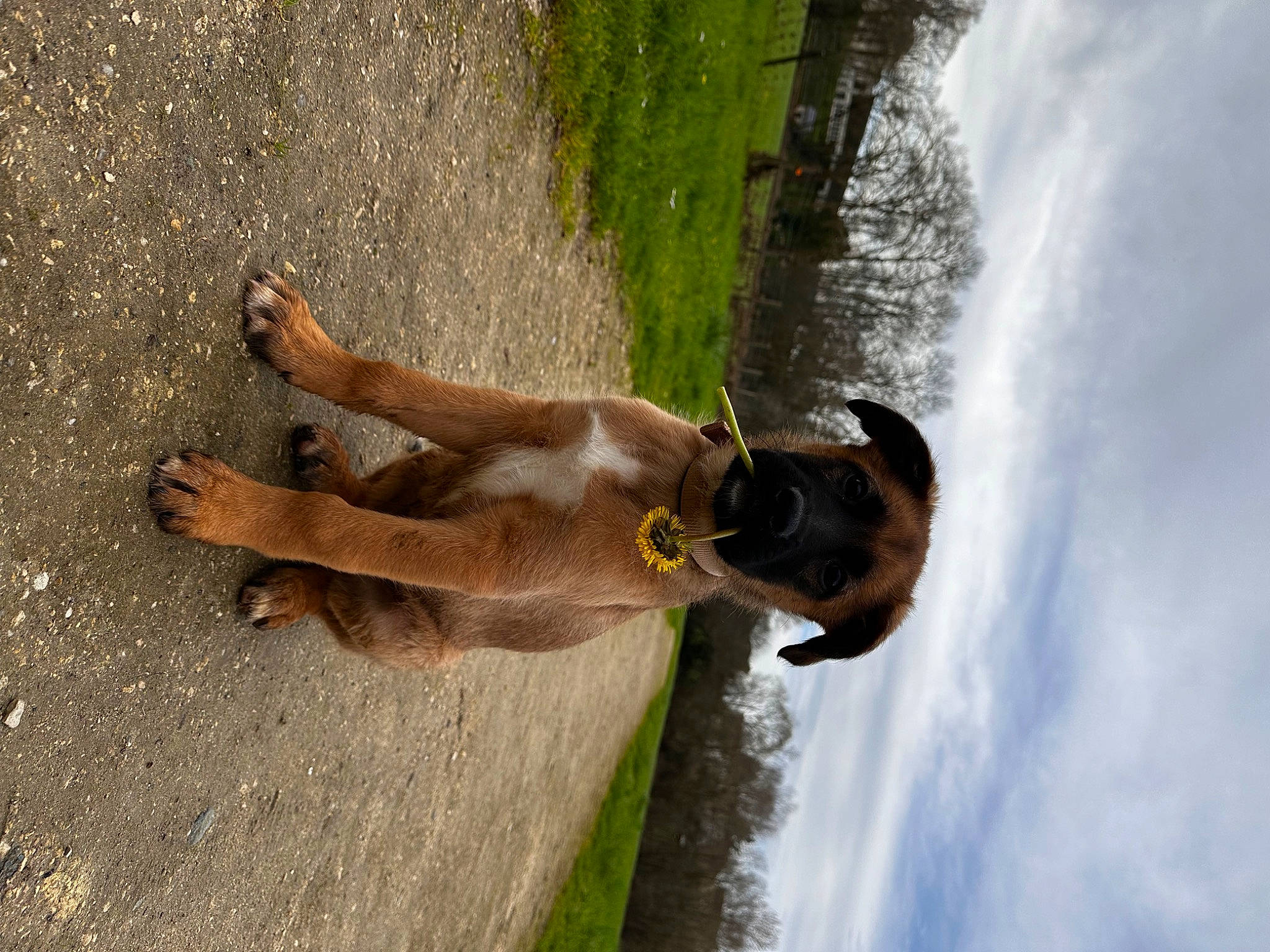 Tyago a rejoint le concours — aidez-le/la à gagner de superbes lots ! canidae, carnivore, cloud, dog, dog_breed, fawn, fun, grass, human_leg, plant, sky, sporting_group, tail, thigh, tree, water, wood, working_animal