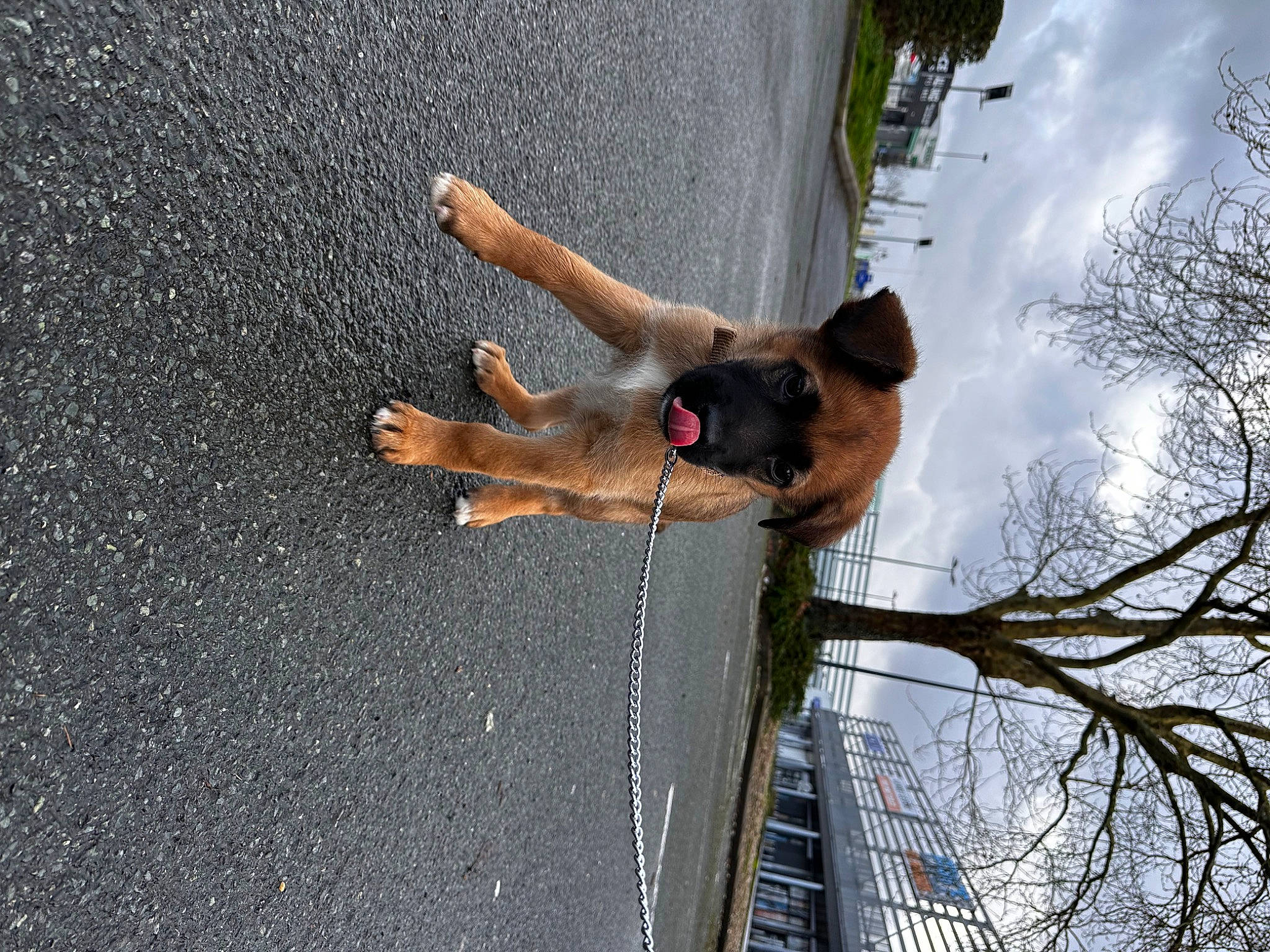 Tyago a rejoint le concours — aidez-le/la à gagner de superbes lots ! adventure, asphalt, building, cloud, dog, fun, human_leg, leisure, plant, recreation, reflection, road_surface, shadow, sky, sporting_group, tail, tar, tree, water, window