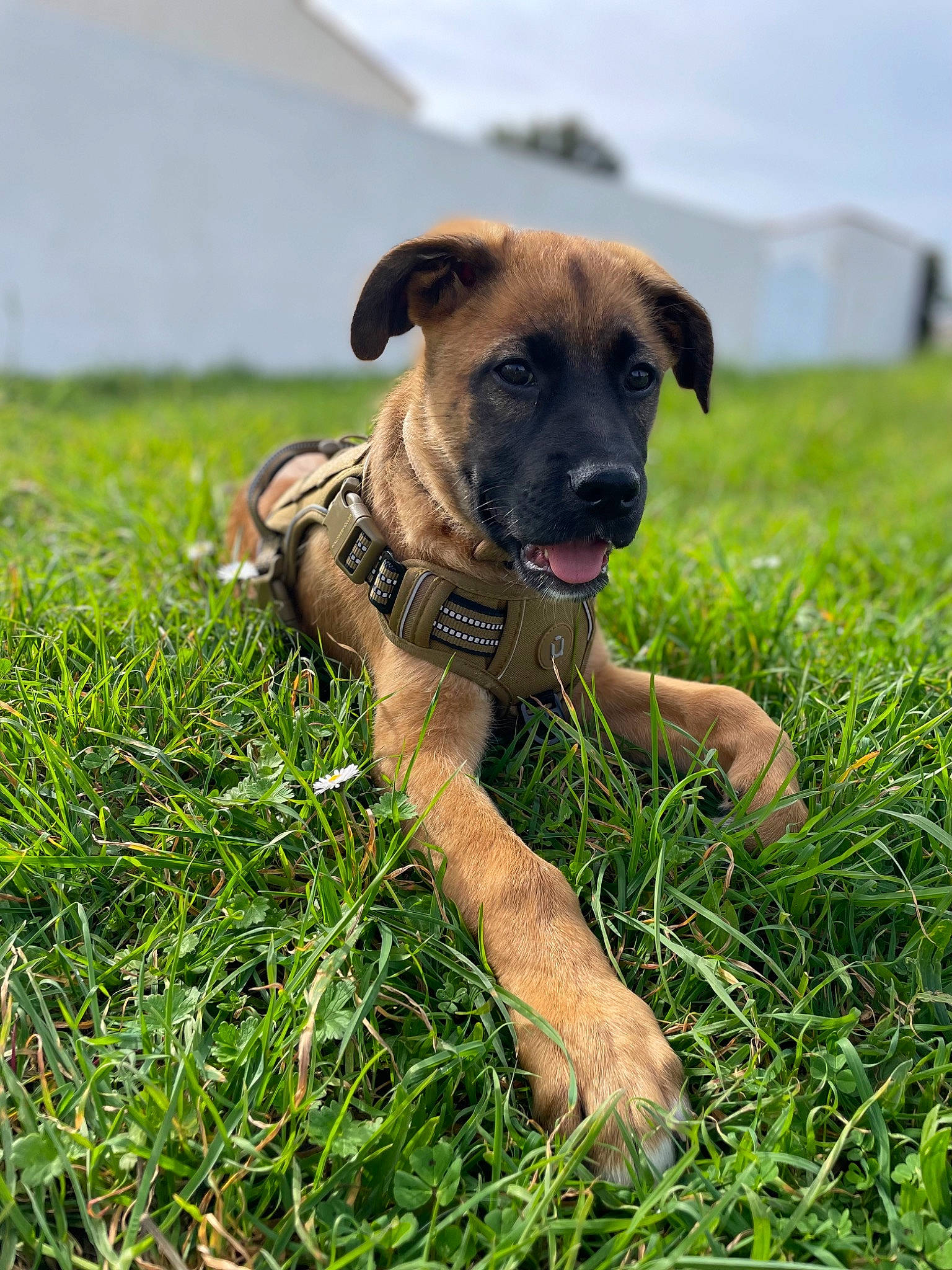 Tyago a rejoint le concours — aidez-le/la à gagner de superbes lots ! canidae, carnivore, collar, companion_dog, dog, dog_breed, dog_collar, dog_supply, fawn, grass, grassland, guard_dog, pasture, plant, prairie, sky, snout, sporting_group, working_animal, working_dog