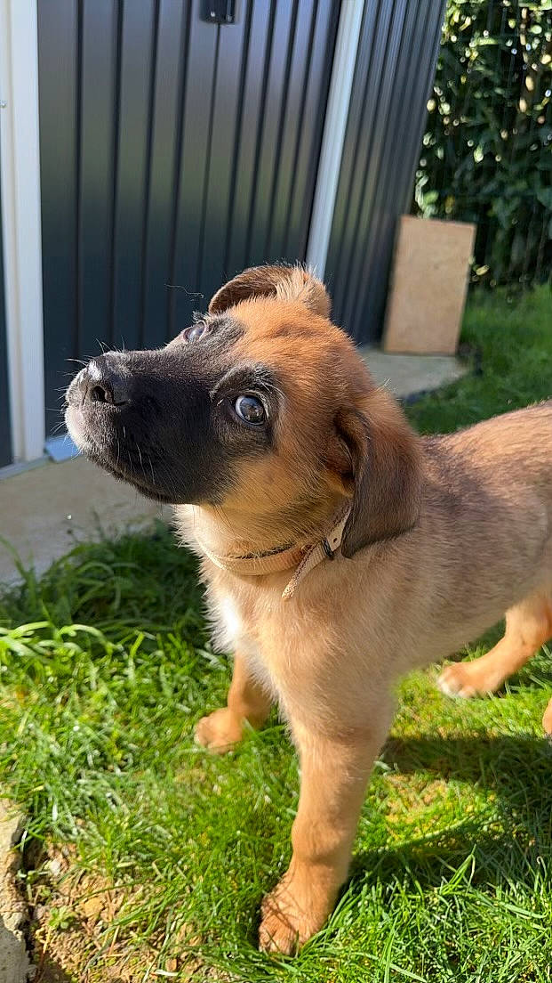 Tyago participe au concours pour gagner de l'argent avec cette photo : ancient_dog_breeds, canidae, carnivore, collar, companion_dog, dog, dog_breed, fawn, fur, grass, guard_dog, pet_supply, plant, snout, sporting_group, terrestrial_animal, tree, whiskers, working_animal, working_dog