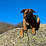 alert, blue_sky, boulder, brown_dog, canine, collar, dog, ears, harness, hiking, landscape, mountain, nature, outdoors, paws, portrait, rock, shallow_depth_of_field, sunlight, whiskers