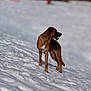 blurred_background, brown_dog, canine, cold, dog, leaning, looking_away, muzzle, outdoor, paws, profile, shallow_depth_of_field, short_fur, slope, snow, snowy_slope, standing, sunlight, white_chest, winter