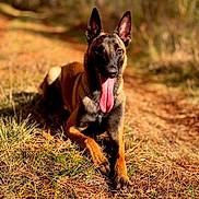 Alia a rejoint le concours — aidez-le/la à gagner de superbes lots ! alert, autumn, belgian_malinois, bokeh, brown_fur, canine, closeup, dog, ears_up, forest, grass, nature, outdoor, panting, pet, portrait, shallow_depth_of_field, sunlight, tongue_out, trail