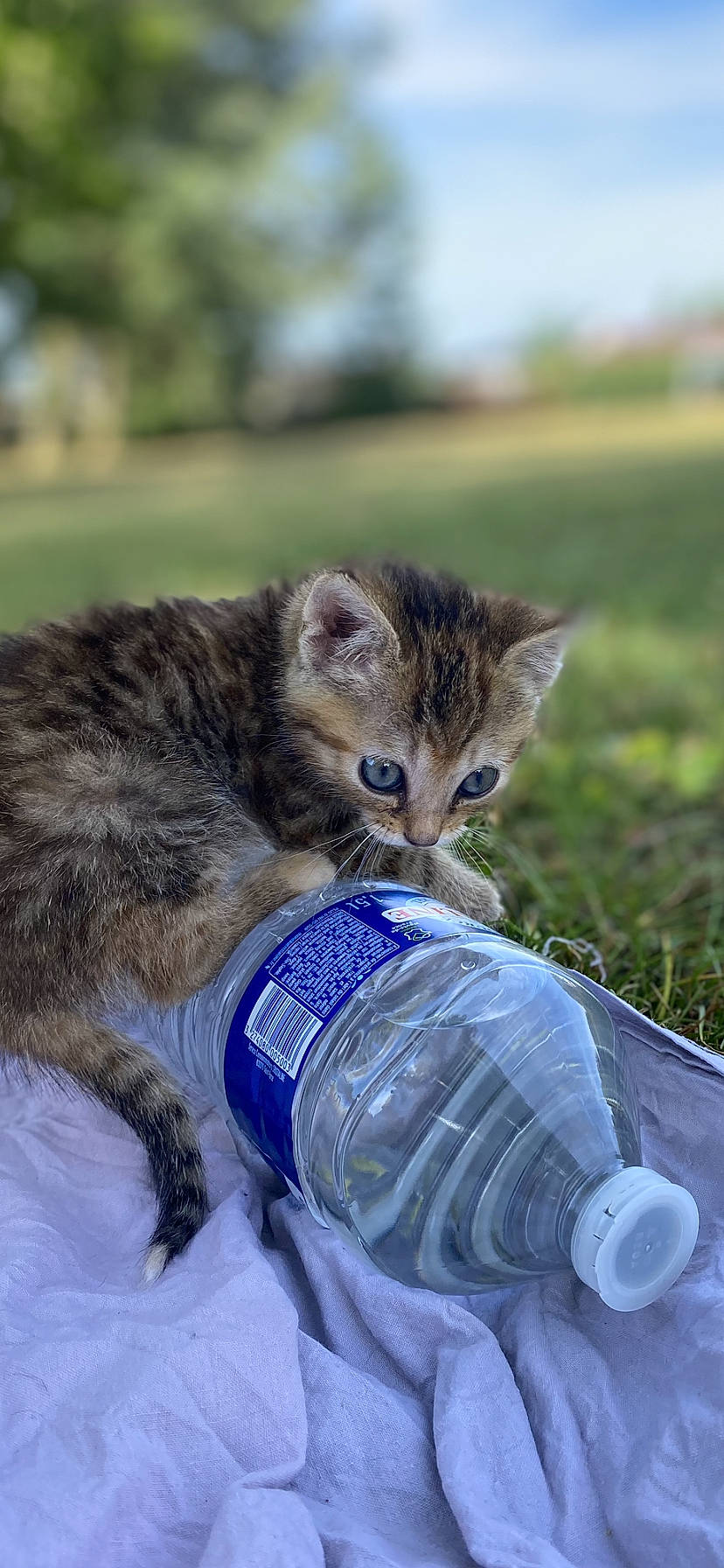 Cerise participe au concours pour gagner de l'argent avec cette photo : bottle, bottled_water, carnivore, cat, distilled_water, drinking, drinking_water, electric_blue, fawn, felidae, grass, mineral_water, plastic_bottle, small_to_medium_sized_cats, snout, tail, terrestrial_animal, water, water_bottle, whiskers