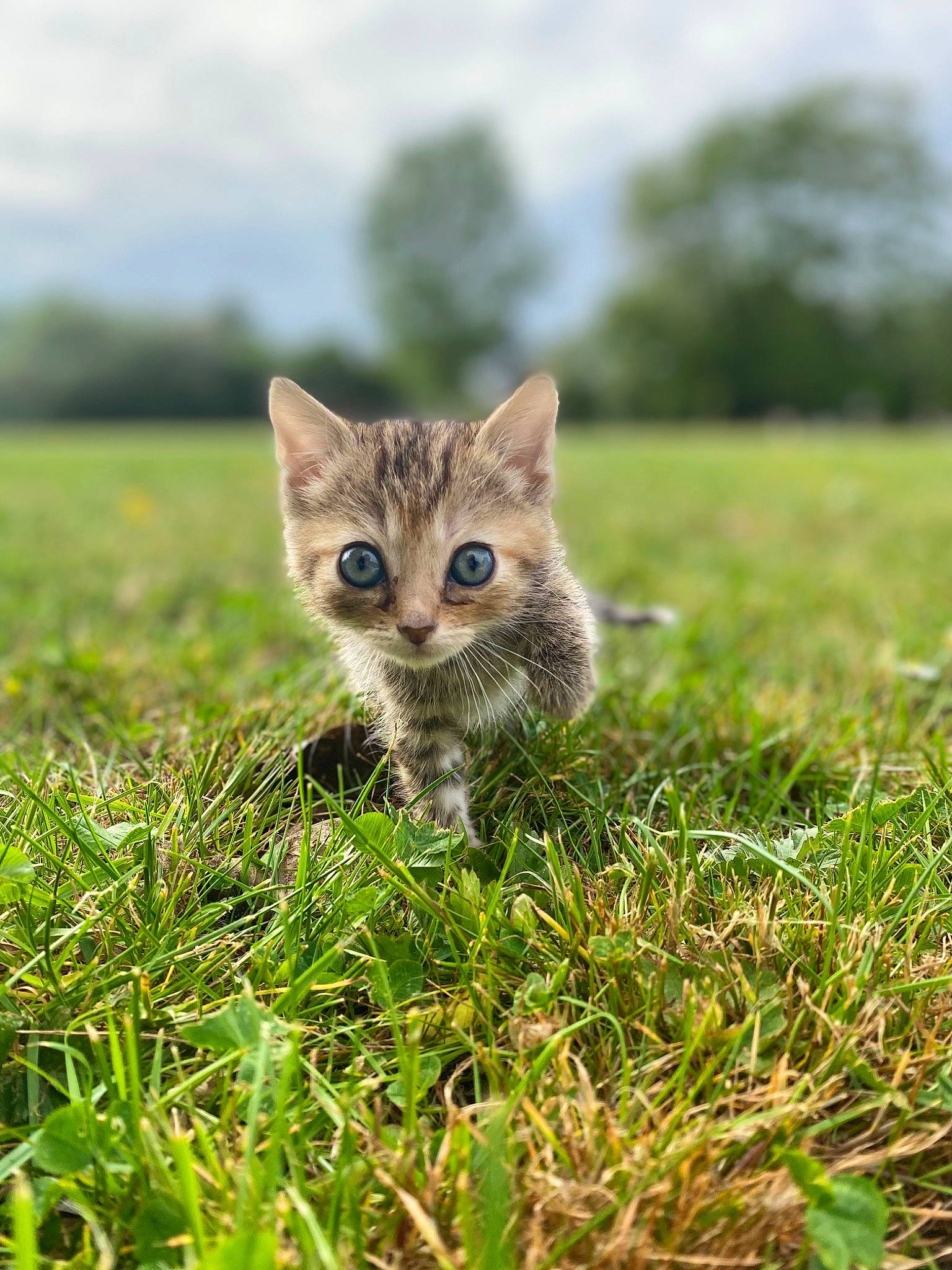 Cerise participe au concours pour gagner de l'argent avec cette photo : carnivore, cat, cloud, eye, fawn, felidae, grass, grass_family, grassland, landscape, lawn, natural_landscape, plant, sky, small_to_medium_sized_cats, snout, tail, terrestrial_animal, tree, whiskers