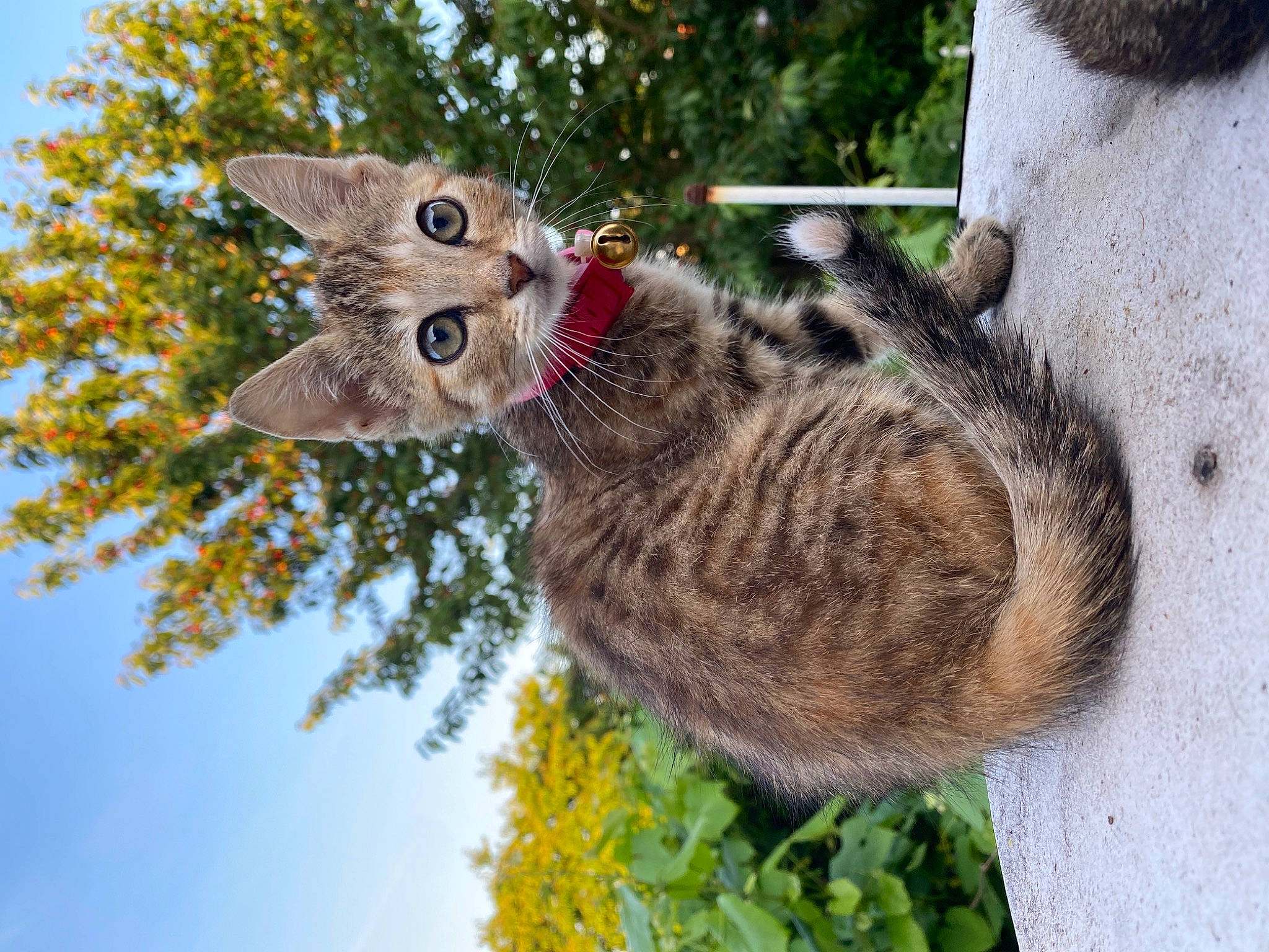 Cerise a rejoint le concours — aidez-le/la à gagner de superbes lots ! art, carnivore, cat, christmas_ornament, domestic_short_haired_cat, fawn, felidae, fur, grass, holiday, organism, plant, sky, small_to_medium_sized_cats, snout, tail, terrestrial_animal, tree, whiskers, wildlife