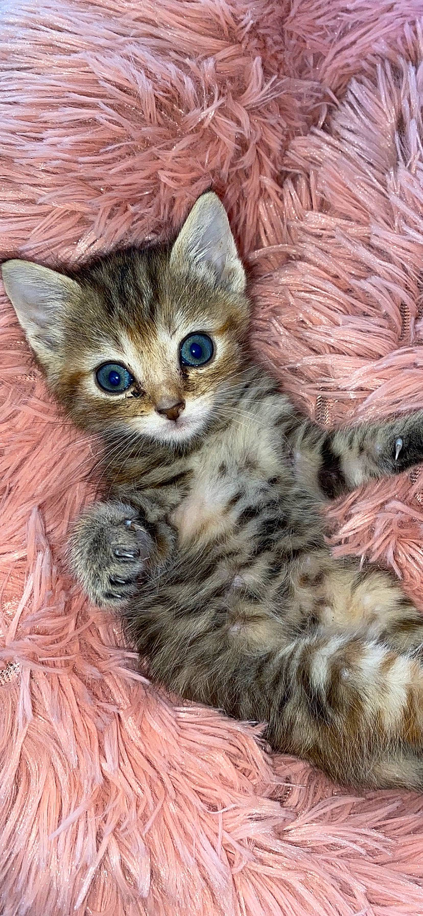 Cerise participe au concours pour gagner de l'argent avec cette photo : art, carnivore, cat, claw, close_up, domestic_short_haired_cat, fawn, felidae, fur, iris, painting, paw, small_to_medium_sized_cats, snout, tail, terrestrial_animal, whiskers, wildlife