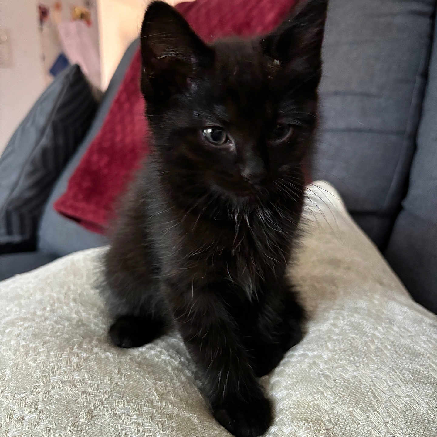 Gus