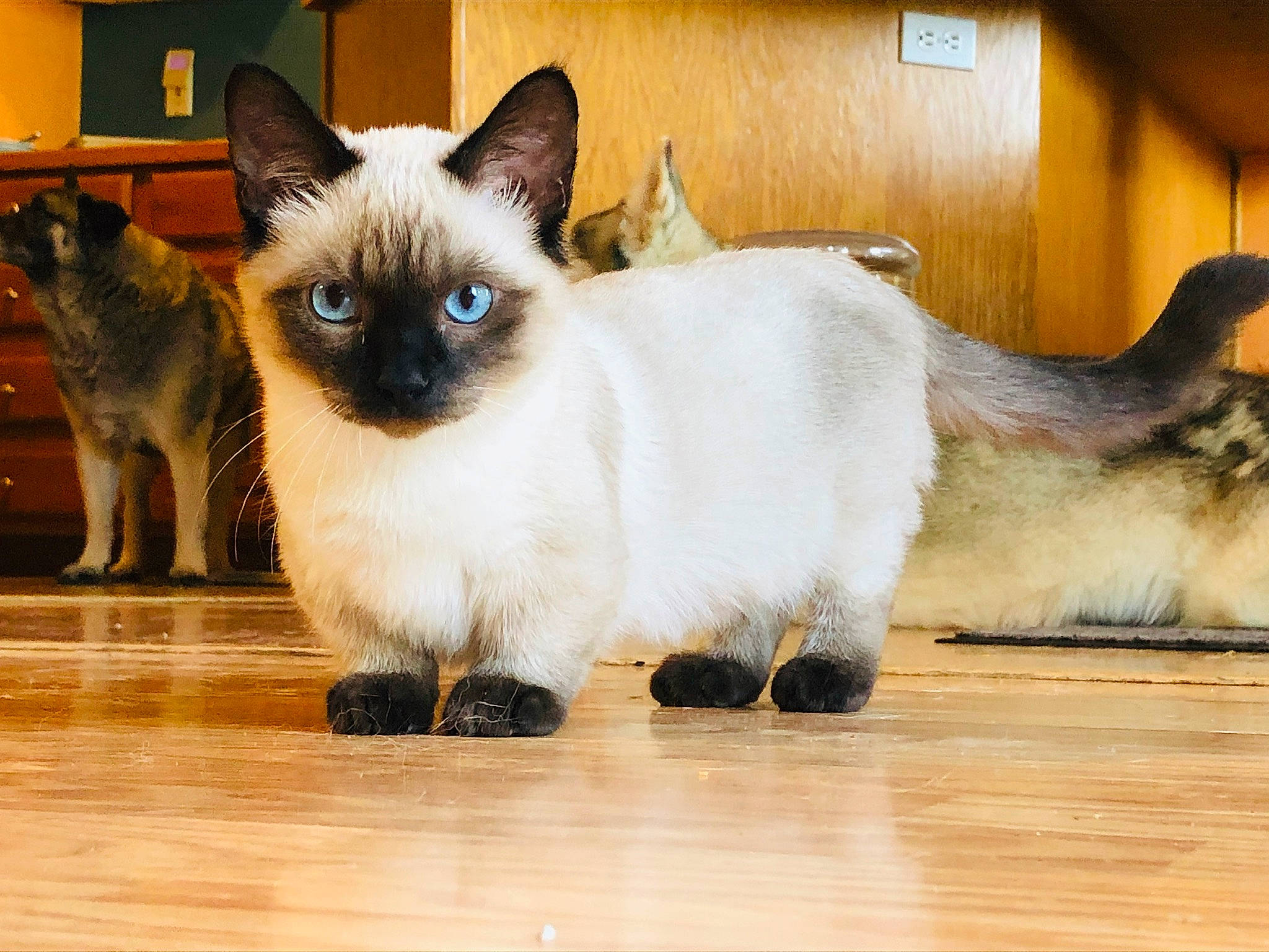 Hopper is registered to the contest to win money with this photo: carnivore, cat, fawn, felidae, flooring, fur, hardwood, laminate_flooring, paw, plank, siamese, small_to_medium_sized_cats, snout, tail, thai, varnish, whiskers, wood, wood_flooring, wood_stain