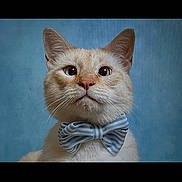Bocephus is registered to the contest to win money with this photo: cat, bow_tie, cream_colored, pet, animal, portrait, blue_background, whiskers, ears, cute, feline, domestic_cat, close_up, looking_up, indoor, adorable, fluffy, striped_bow_tie, serious, studio_photo