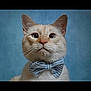 cat, bow_tie, cream_colored, pet, animal, portrait, blue_background, whiskers, ears, cute, feline, domestic_cat, close_up, looking_up, indoor, adorable, fluffy, striped_bow_tie, serious, studio_photo