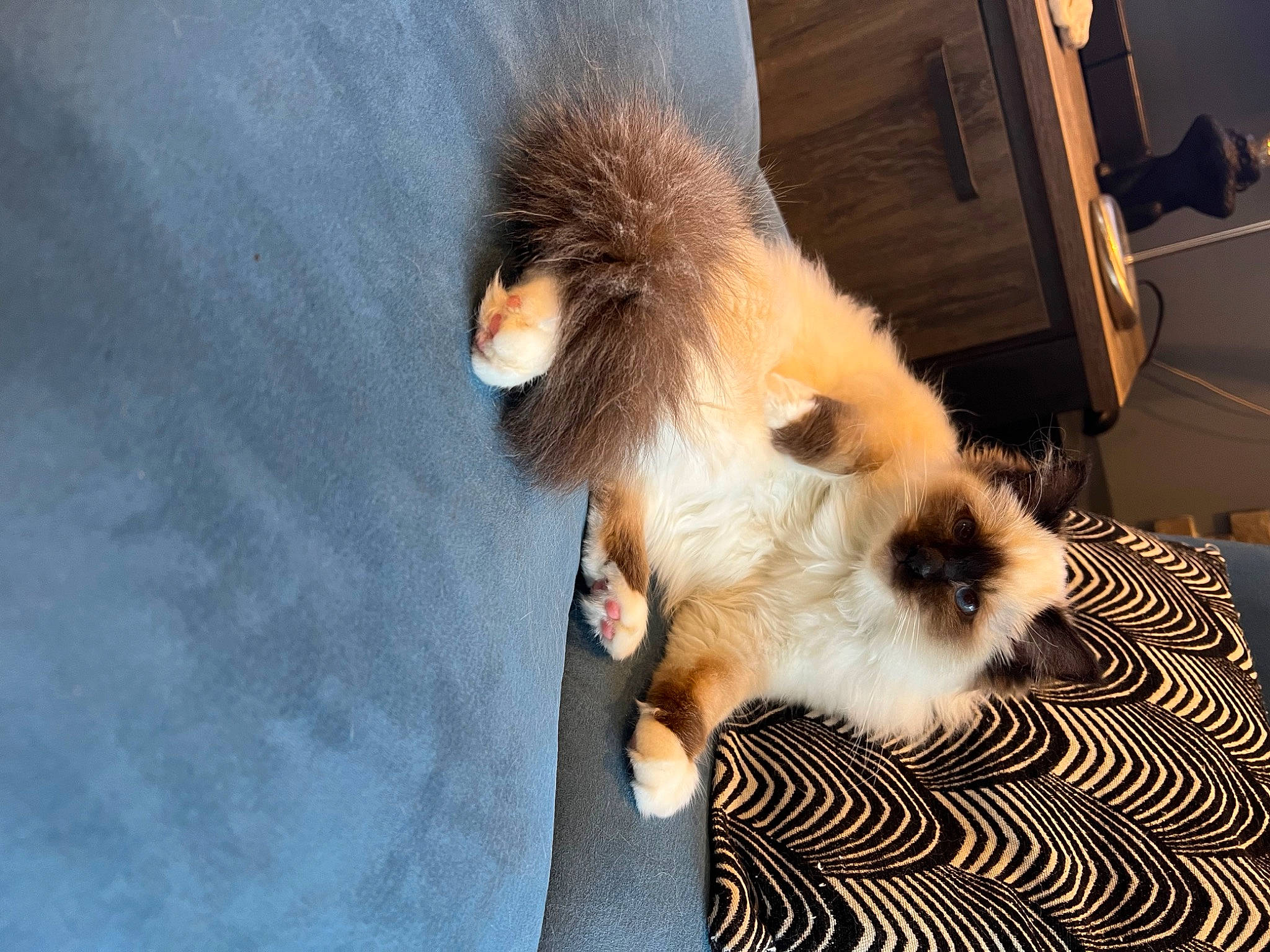 Tinou a rejoint le concours — aidez-le/la à gagner de superbes lots ! carnivore, claw, comfort, companion_dog, dog, dog_breed, fawn, felidae, foot, fur, hood, paw, pomeranian, small_to_medium_sized_cats, snout, spitz, tail, terrestrial_animal, toy_dog, whiskers