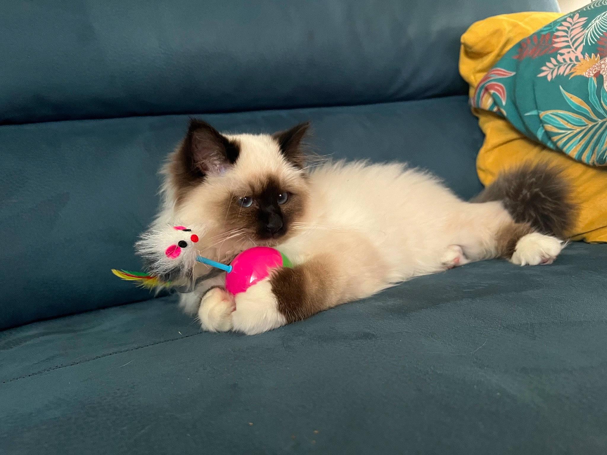 Tinou participe au concours pour gagner de l'argent avec cette photo : birman, carnivore, cat, claw, comfort, companion_dog, couch, eye, fawn, felidae, foot, fur, linens, paw, ragdoll, siamese, small_to_medium_sized_cats, snout, tail, whiskers