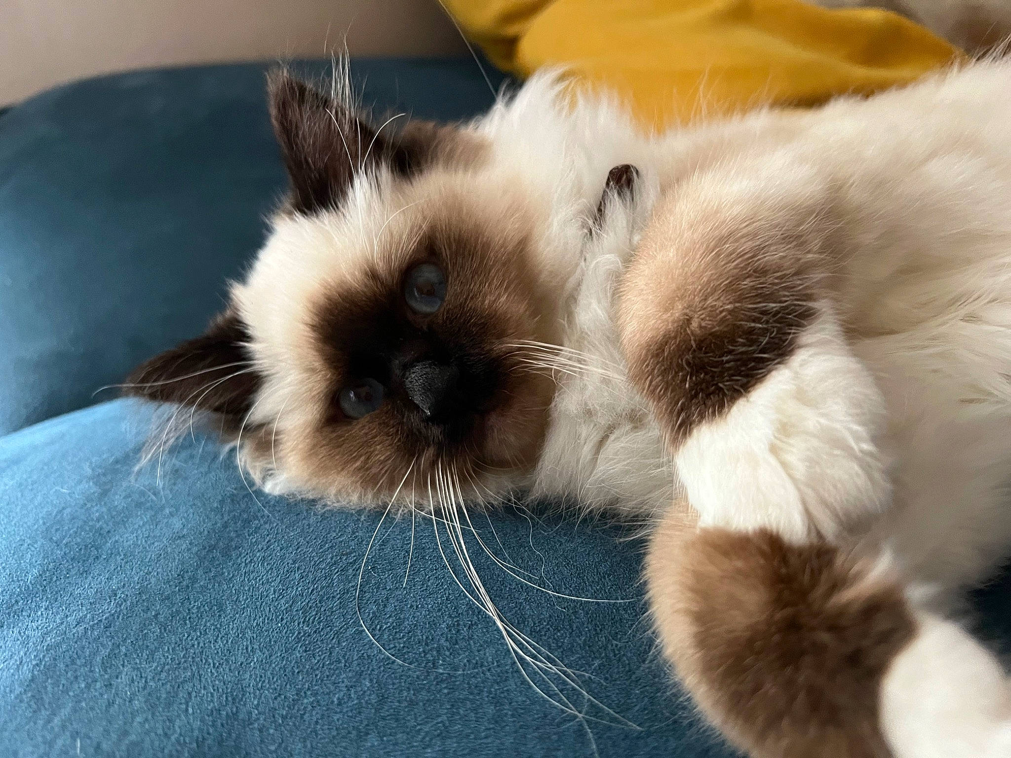 Tinou a rejoint le concours — aidez-le/la à gagner de superbes lots ! balinese, birman, carnivore, cat, claw, comfort, fawn, felidae, fur, iris, paw, ragdoll, siamese, small_to_medium_sized_cats, snout, tail, terrestrial_animal, thai, whiskers