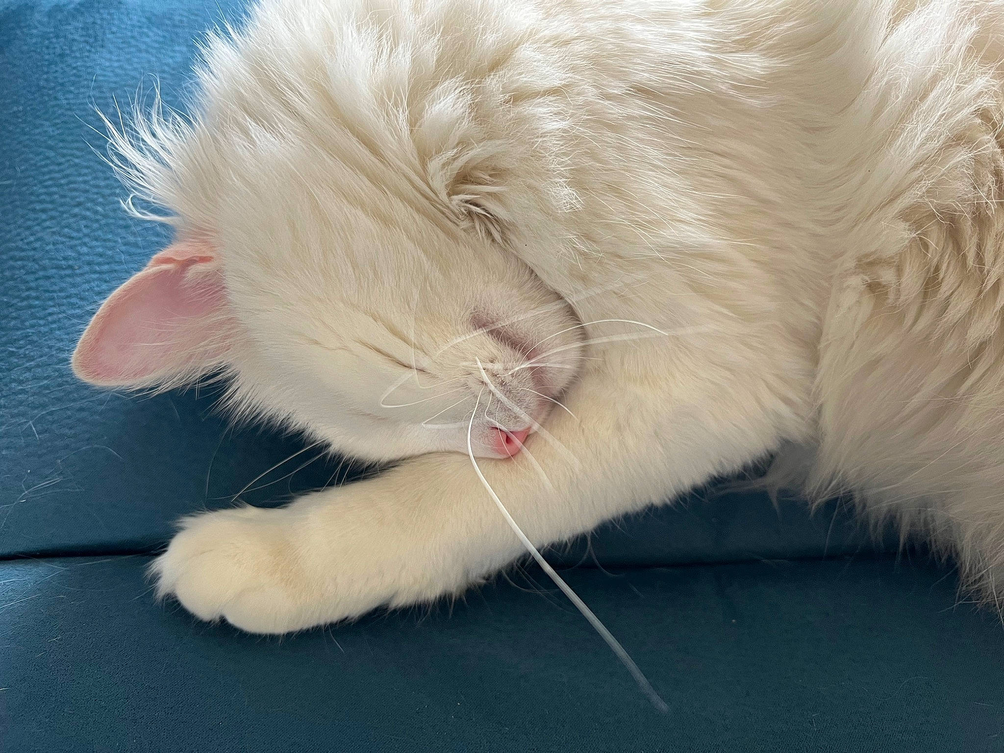Diamant participe au concours pour gagner de l'argent avec cette photo : carnivore, cat, claw, comfort, ear, eye, fang, fawn, felidae, foot, fur, head, nap, paw, sleep, small_to_medium_sized_cats, snout, tail, whiskers, yawn
