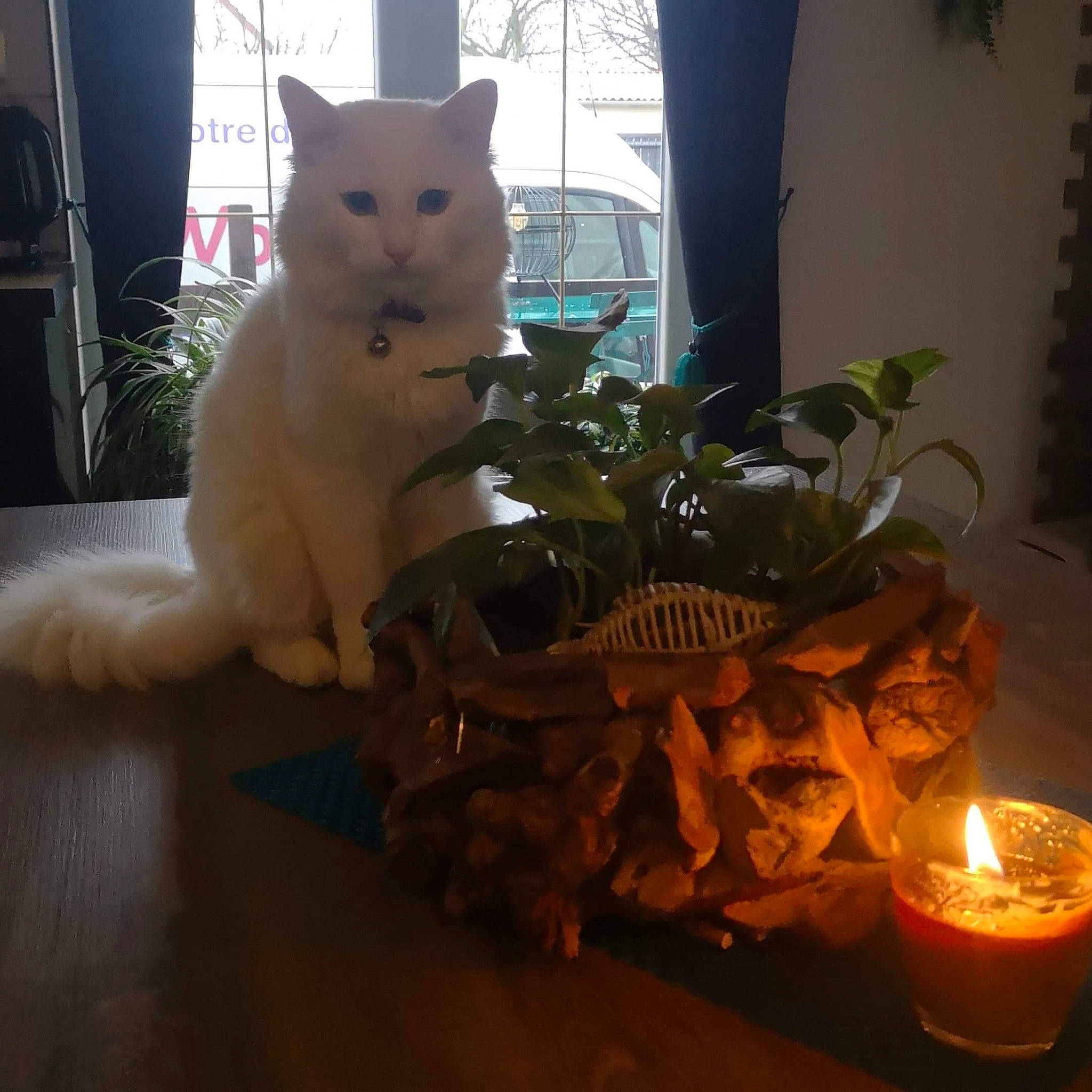 Diamant a rejoint le concours — aidez-le/la à gagner de superbes lots ! candle, carnivore, cat, companion_dog, domestic_short_haired_cat, event, fawn, felidae, fire, flooring, heat, houseplant, light, plant, small_to_medium_sized_cats, stuffed_toy, tail, whiskers, window, wood