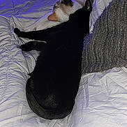 Paillette a rejoint le concours — aidez-le/la à gagner de superbes lots ! cat, cats, black_cat, white_cat, sleeping_cats, bed, comforter, blanket, pillows, television, tv_screen, video_game, game_controllers, purple_lighting, cozy, indoor, pet, cuddling, fur, bedroom