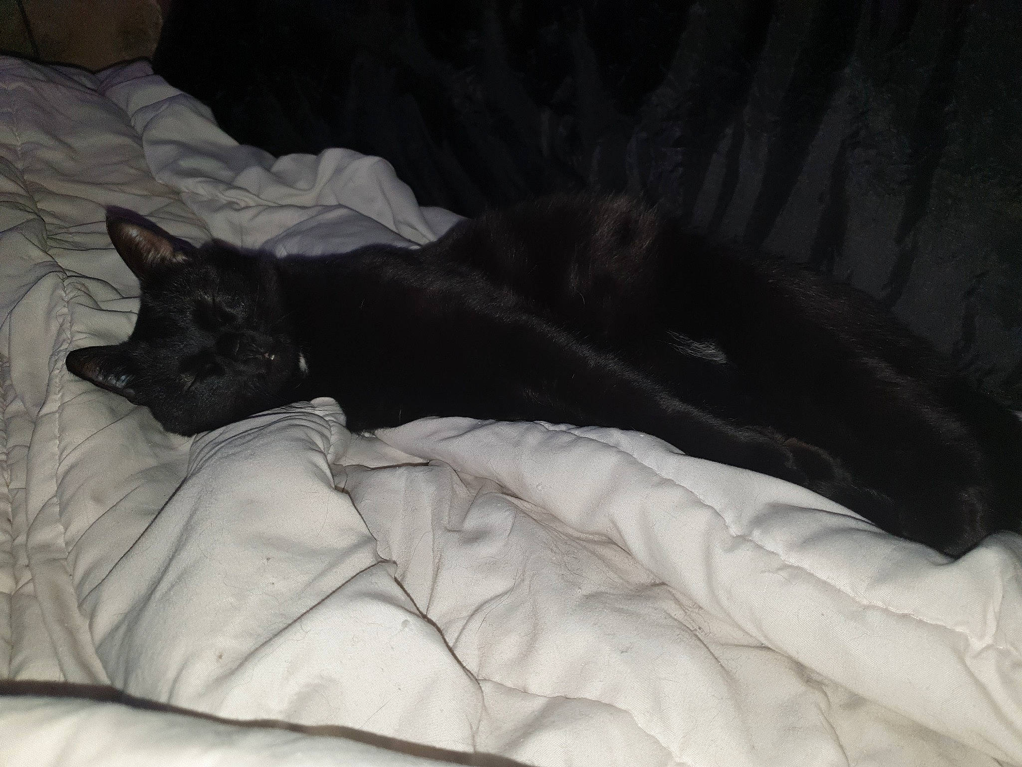 Paillette participe au concours pour gagner de l'argent avec cette photo : bed, bedding, black_cat, canidae, carnivore, comfort, companion_dog, dog, dog_breed, felidae, fur, grey, linens, room, small_to_medium_sized_cats, snout, sporting_group, tail, tints_and_shades, whiskers