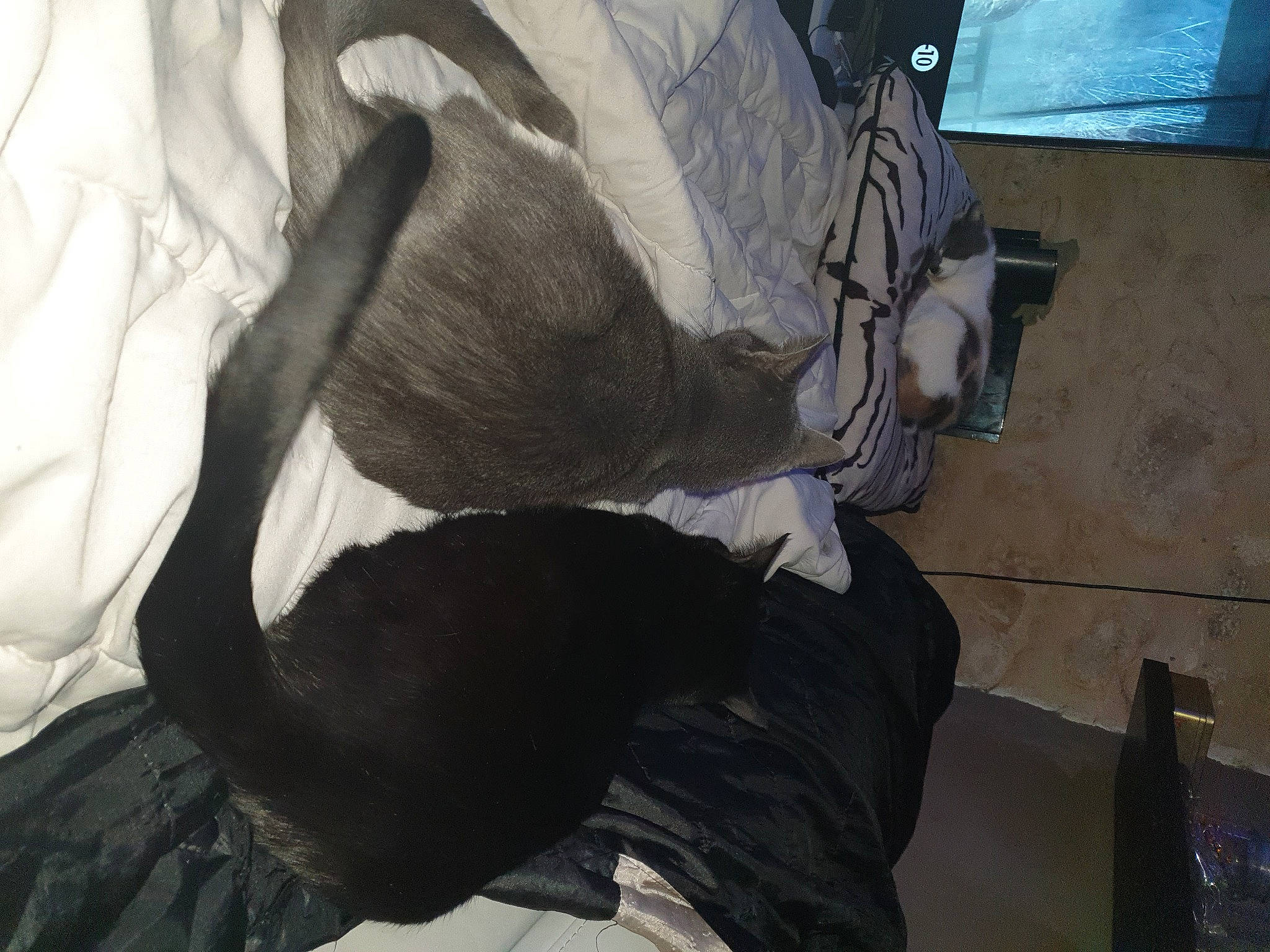 Paillette participe au concours pour gagner de l'argent avec cette photo : auto_part, bag, canidae, comfort, felidae, flooring, fur, grey, human_leg, linens, nap, paper, room, small_to_medium_sized_cats, sporting_group, tail