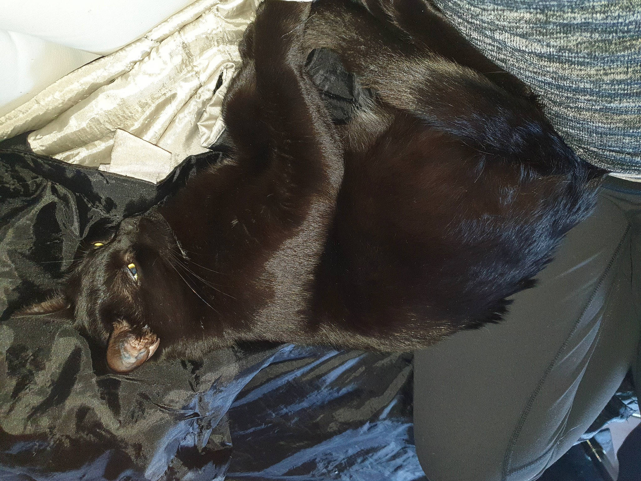 Paillette participe au concours pour gagner de l'argent avec cette photo : canidae, carnivore, comfort, dog, dog_breed, dress, fawn, foot, fur, grey, human_leg, linens, liver, snout, sporting_group, tail, textile, whiskers, wood, working_animal