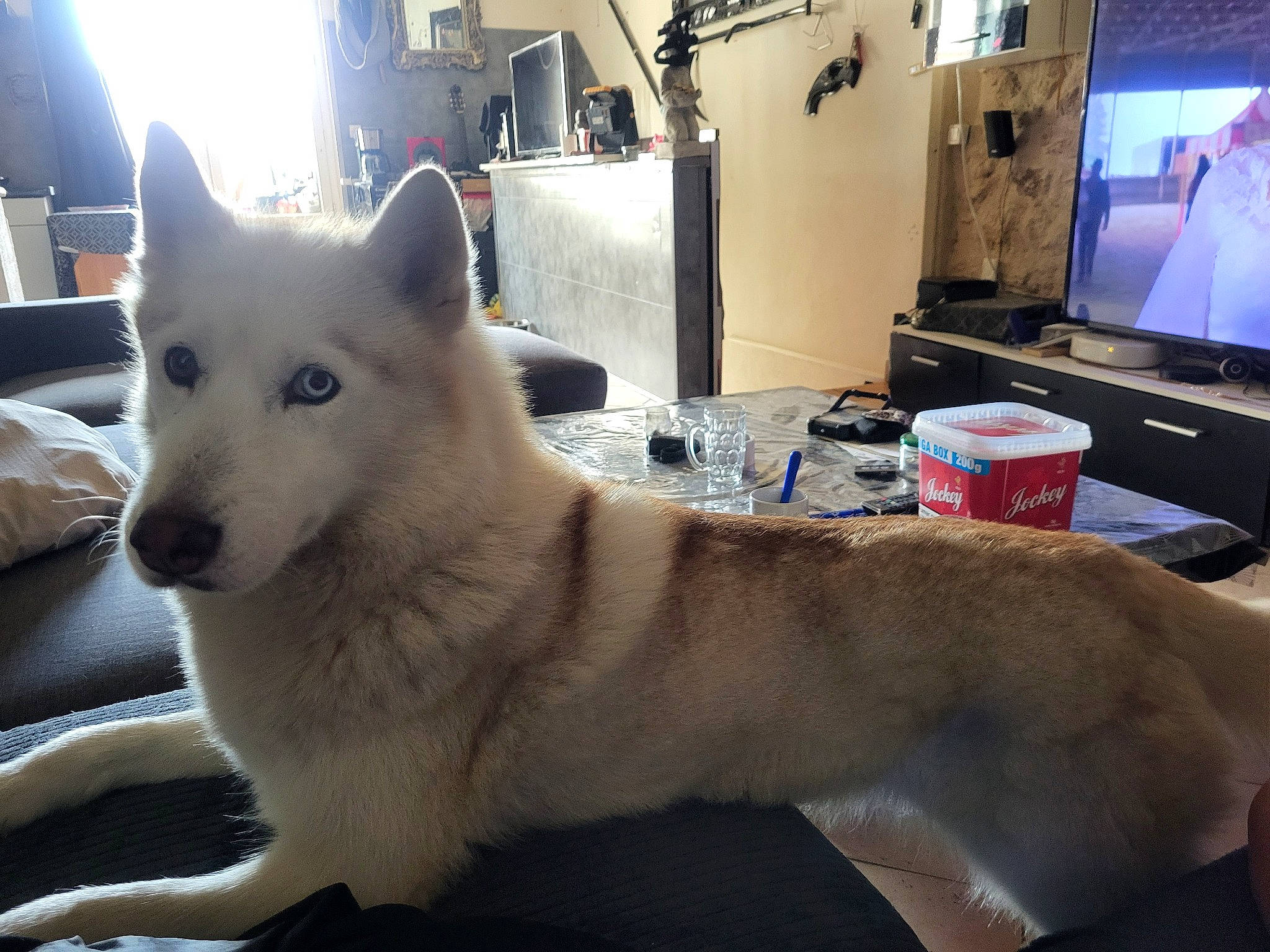 Kyra participe au concours pour gagner de l'argent avec cette photo : ancient_dog_breeds, carnivore, companion_dog, display_device, dog, dog_breed, fawn, flooring, fur, houseplant, led_backlit_lcd_display, non_sporting_group, picture_frame, snout, sporting_group, tail, television, whiskers, working_animal, working_dog