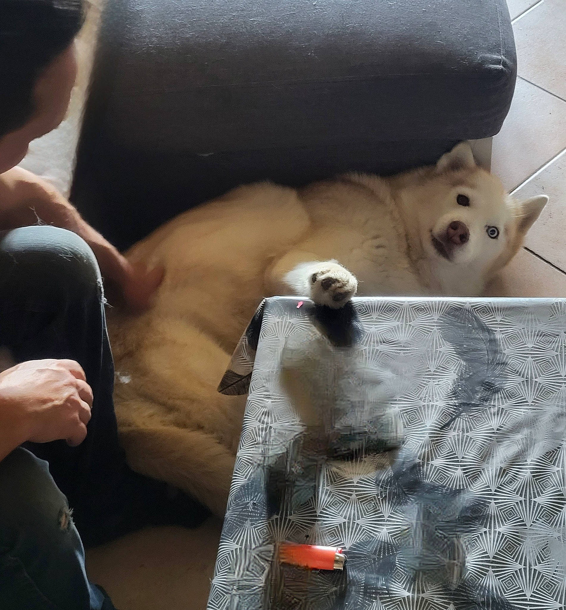 Kyra a rejoint le concours — aidez-le/la à gagner de superbes lots ! canidae, carnivore, comfort, companion_dog, couch, dog, dog_breed, fawn, felidae, flooring, fur, human_leg, linens, pattern, room, sporting_group, stuffed_toy, thigh, toy, working_animal