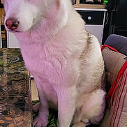 Kyra a rejoint le concours — aidez-le/la à gagner de superbes lots ! dog, husky, pet, sitting, chair, cushion, paw, fur, heterochromia, blue_eye, brown_eye, indoor, table, tablecloth, pillow, shelf, shoes, storage_bins, portrait, home_interior