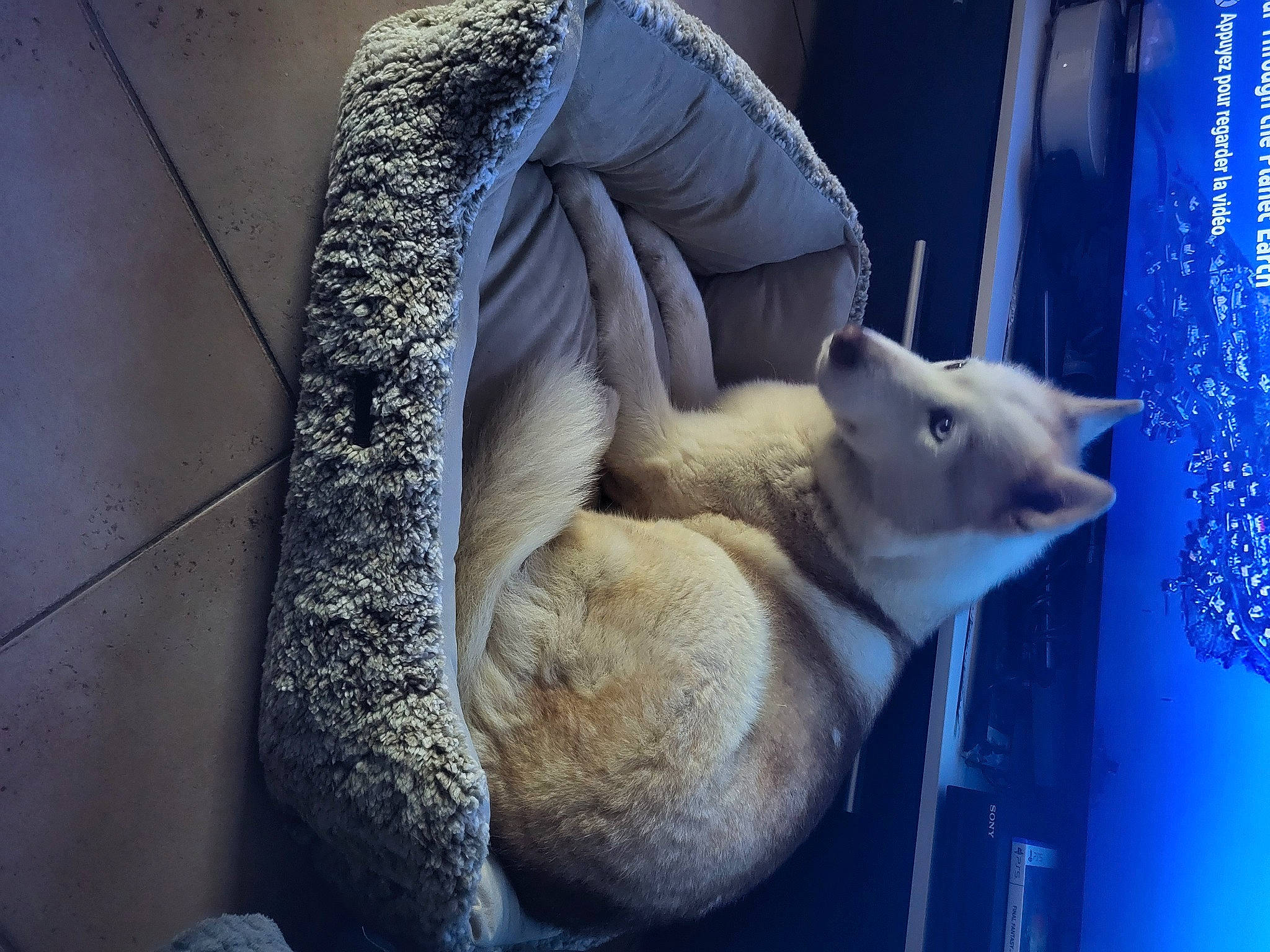 Kyra a rejoint le concours — aidez-le/la à gagner de superbes lots ! balinese, blue, canidae, carnivore, cat, dog_breed, domestic_short_haired_cat, electric_blue, fawn, felidae, fur, small_to_medium_sized_cats, snout, tail, terrestrial_animal, thai, whiskers, wildlife, window, wood