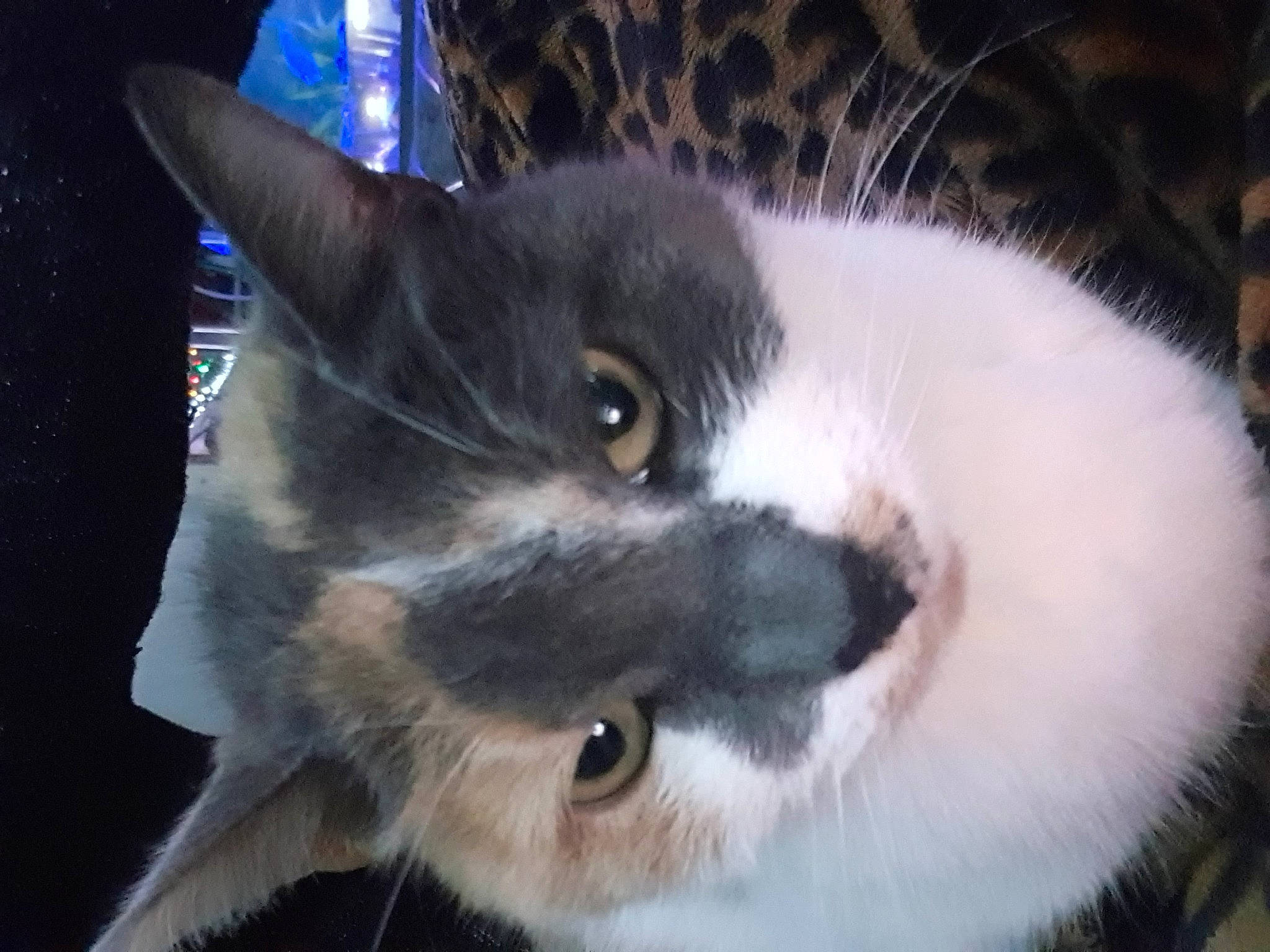 Doudoune a rejoint le concours — aidez-le/la à gagner de superbes lots ! carnivore, cat, domestic_short_haired_cat, ear, electric_blue, felidae, fur, small_to_medium_sized_cats, snout, tail, whiskers