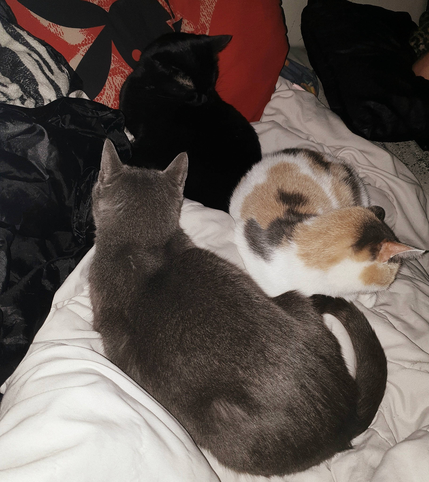 Doudoune a rejoint le concours — aidez-le/la à gagner de superbes lots ! canidae, carnivore, cat, cat_supply, comfort, companion_dog, dog_breed, domestic_short_haired_cat, fawn, felidae, fur, grey, linens, nap, paw, small_to_medium_sized_cats, snout, tail, whiskers, wood