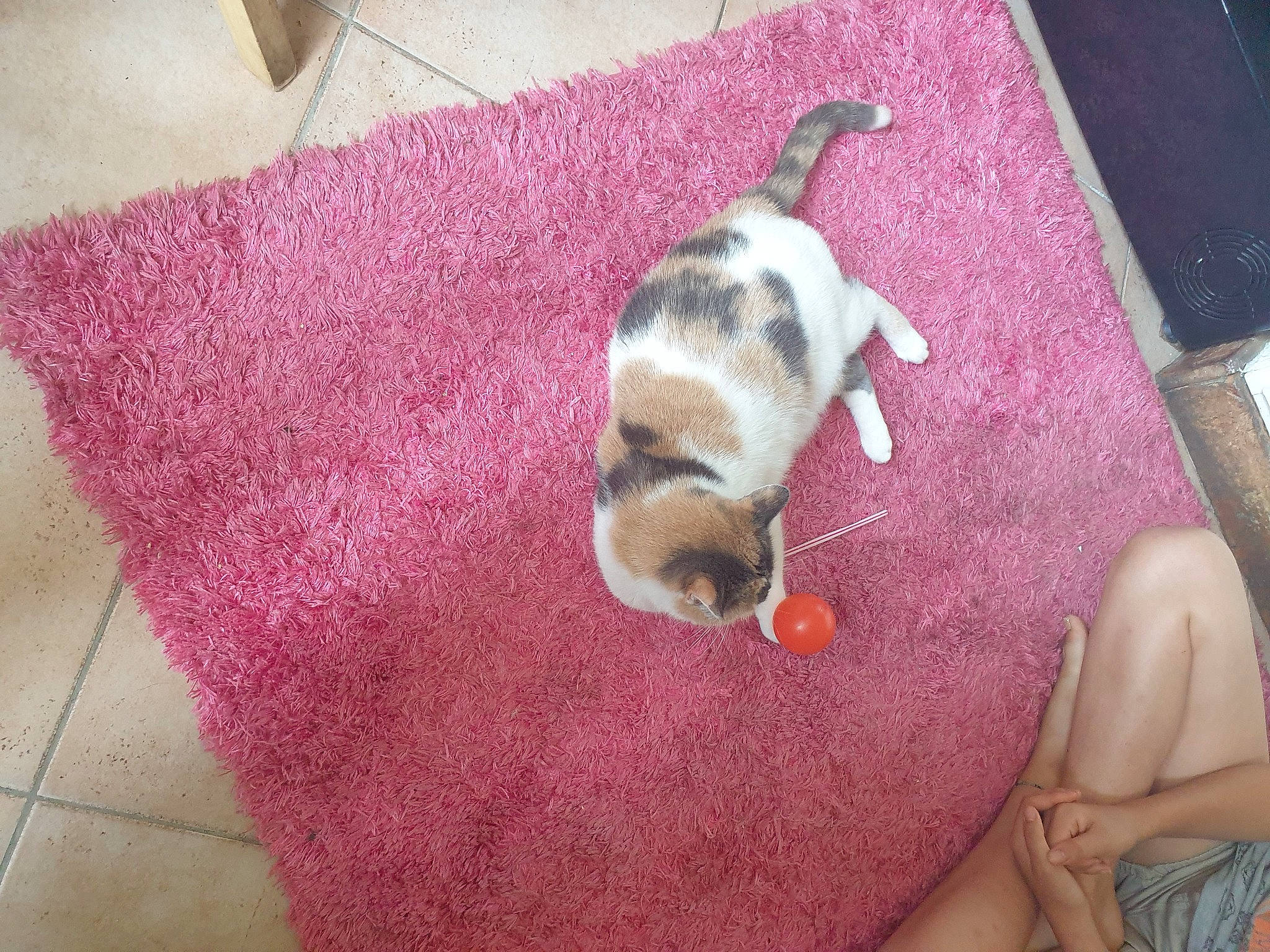 Doudoune participe au concours pour gagner de l'argent avec cette photo : canidae, carnivore, comfort, companion_dog, dog, dog_breed, dog_supply, fawn, felidae, flooring, fur, linens, magenta, nap, non_sporting_group, pet_supply, small_to_medium_sized_cats, sporting_group, tail, toy_dog