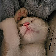 Luna a rejoint le concours — aidez-le/la à gagner de superbes lots ! kitten, cat, sleeping, paw, pink_nose, whiskers, fur, blanket, cozy, close_up, indoor, pet, snuggling, relaxed, cute, portrait, soft_texture, nose, bed, tiny_pet