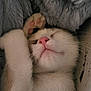 kitten, cat, sleeping, paw, pink_nose, whiskers, fur, blanket, cozy, close_up, indoor, pet, snuggling, relaxed, cute, portrait, soft_texture, nose, bed, tiny_pet