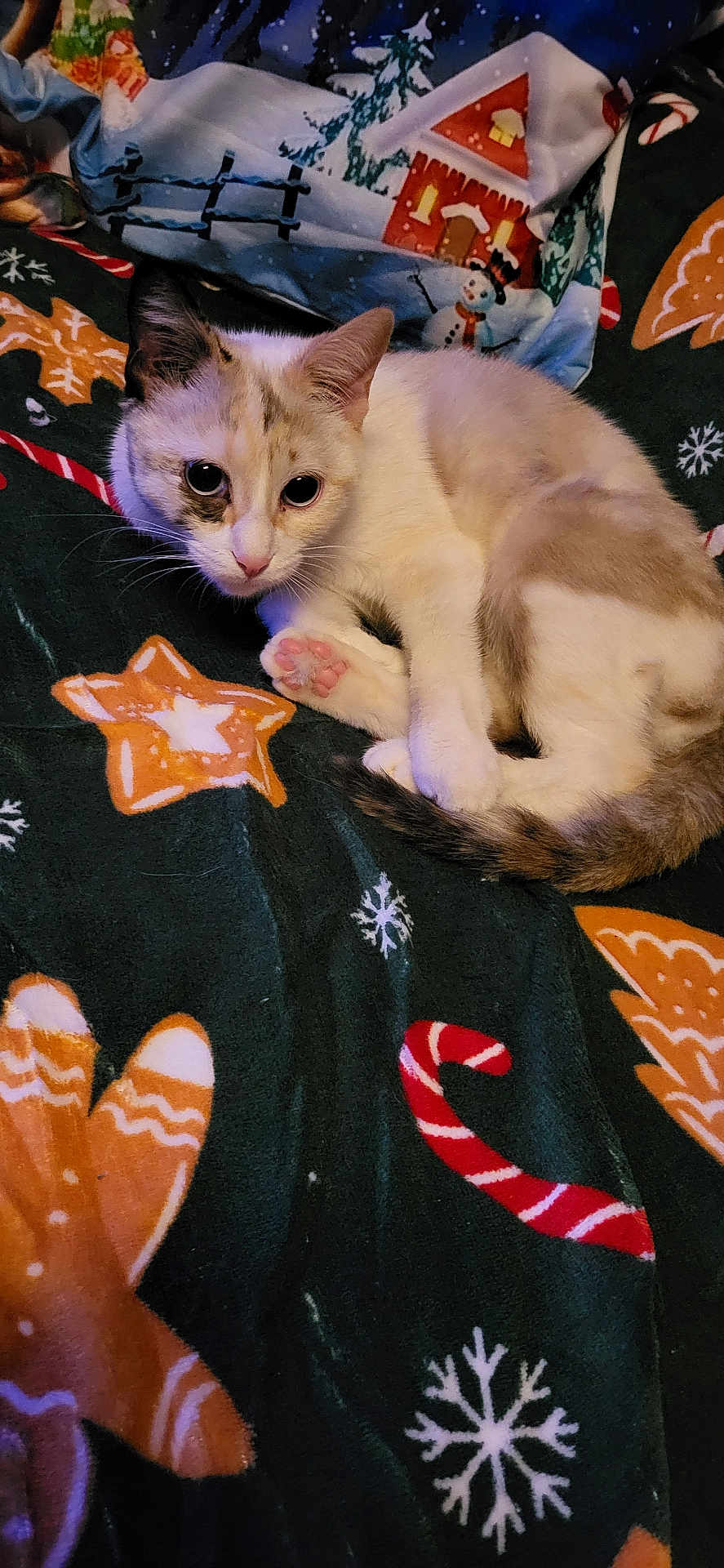 Luna participe au concours pour gagner de l'argent avec cette photo : cat, kitten, paw, blanket, christmas_blanket, gingerbread_star, candy_cane, snowflake, festive, cozy, pattern, bed, indoor, looking_at_camera, whiskers, ears, tail, closeup, cute, holiday_decor