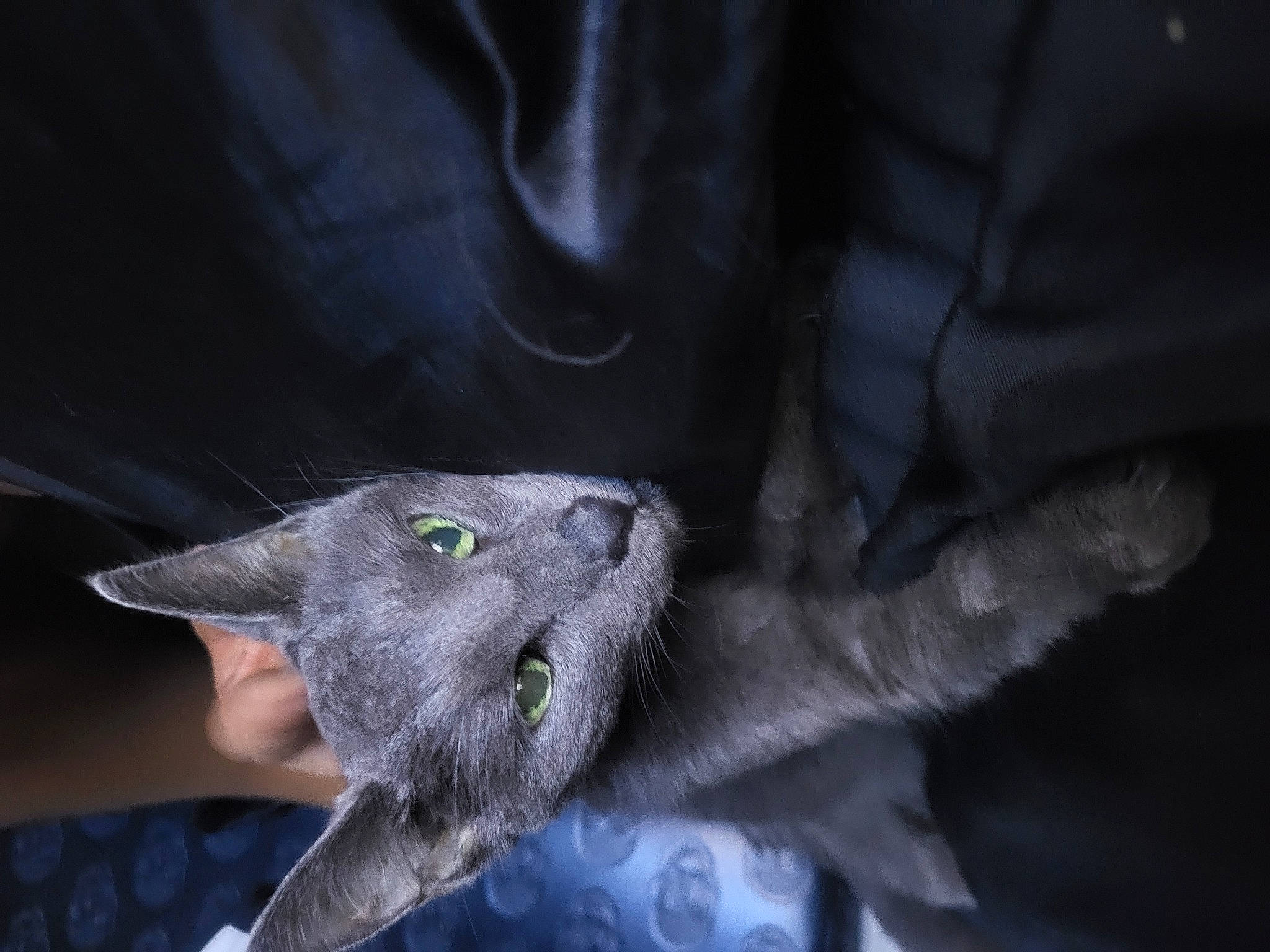 Enza participe au concours pour gagner de l'argent avec cette photo : carnivore, cat, chartreux, comfort, darkness, domestic_short_haired_cat, ear, electric_blue, eye, felidae, fur, gesture, grey, plant, russian_blue, small_to_medium_sized_cats, snout, tail, whiskers, wildlife