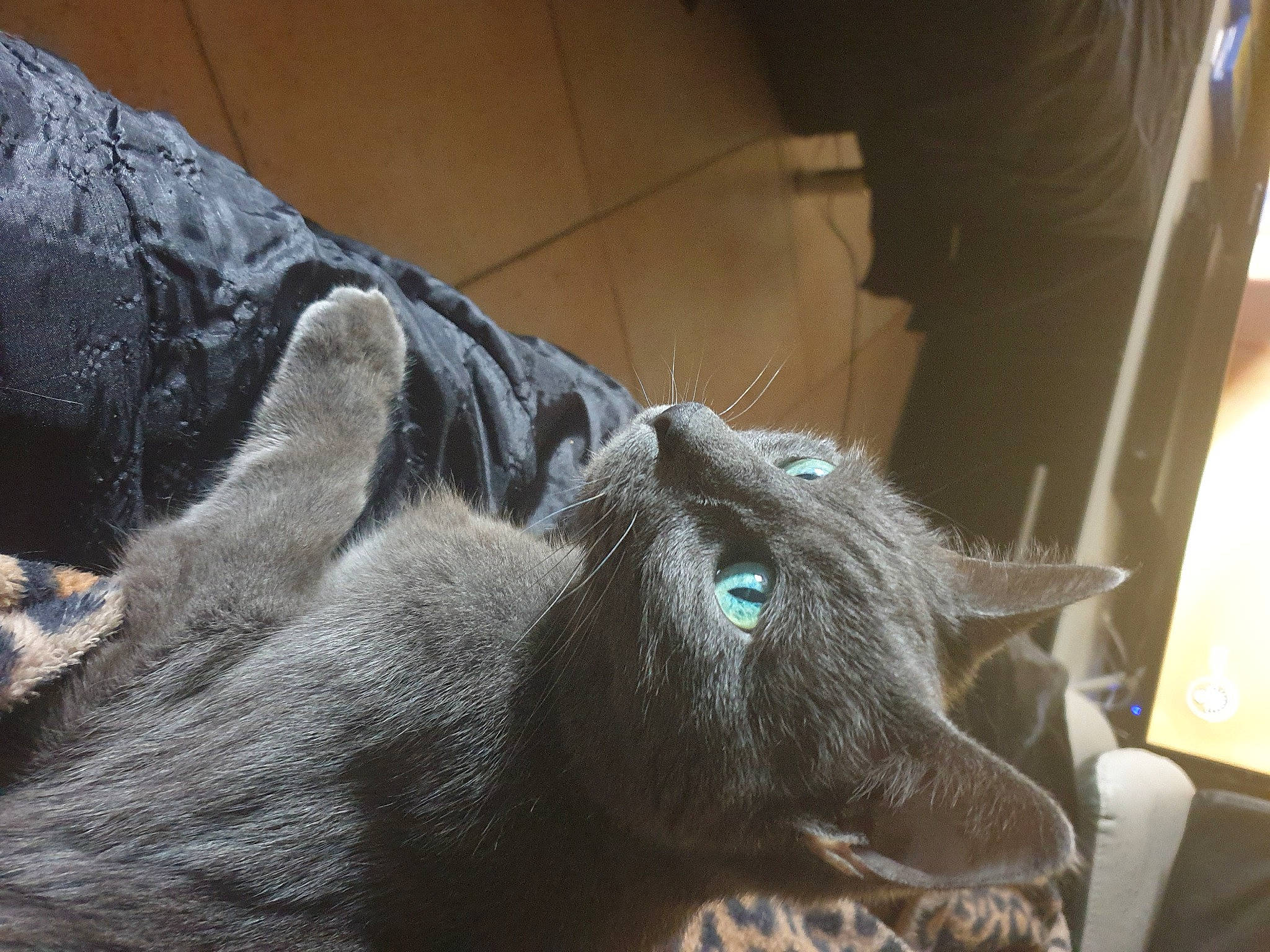 Enza a rejoint le concours — aidez-le/la à gagner de superbes lots ! canidae, carnivore, cat, claw, comfort, dog_breed, domestic_short_haired_cat, felidae, foot, fur, grey, paw, russian_blue, small_to_medium_sized_cats, snout, sporting_group, tail, terrestrial_animal, whiskers, wood