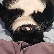 Tacos participe au concours pour gagner de l'argent avec cette photo : animal, bed, black_and_white, blanket, cat, comfort, cozy, cute, domestic, fabric, fur, indoor, lying_down, paws, pet, relaxed, resting, sleepy, soft, whiskers