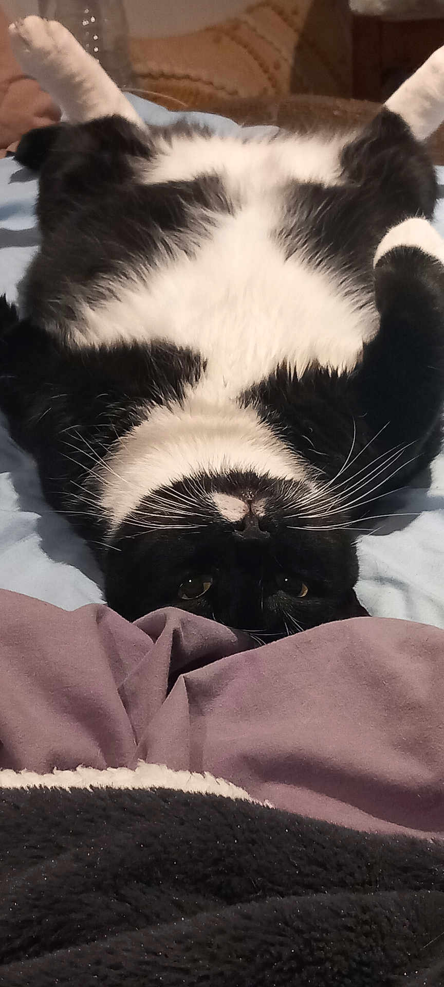 Tacos participe au concours pour gagner de l'argent avec cette photo : animal, bed, black_and_white, blanket, cat, comfort, cozy, cute, domestic, fabric, fur, indoor, lying_down, paws, pet, relaxed, resting, sleepy, soft, whiskers