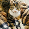 animal, calm, cat, comfort, cozy, cute, domestic_cat, feline, fur, indoor, looking_at_camera, pet, plaid_blanket, relaxed, resting, soft_texture, striped, tabby, warm_colors, white_paws