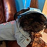 Gidget is registered to the contest to win money with this photo: animal, black_dog, blue_wall, casual, clothing, cozy, cute, denim_jacket, dog, domestic_animal, fur, furniture, hood, household, indoor, leather_chair, pet, relaxing, resting, small_dog