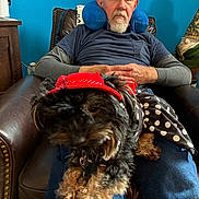 Gidget joined the competition — help win amazing prizes! beard, black_dog, blue_wall, casual_clothing, dog, elderly_man, facial_hair, furniture, gray_hair, home_interior, indoor, leather_chair, neck_pillow, pet_clothing, polka_dot, portrait, red_hat, relaxed, seated, small_dog