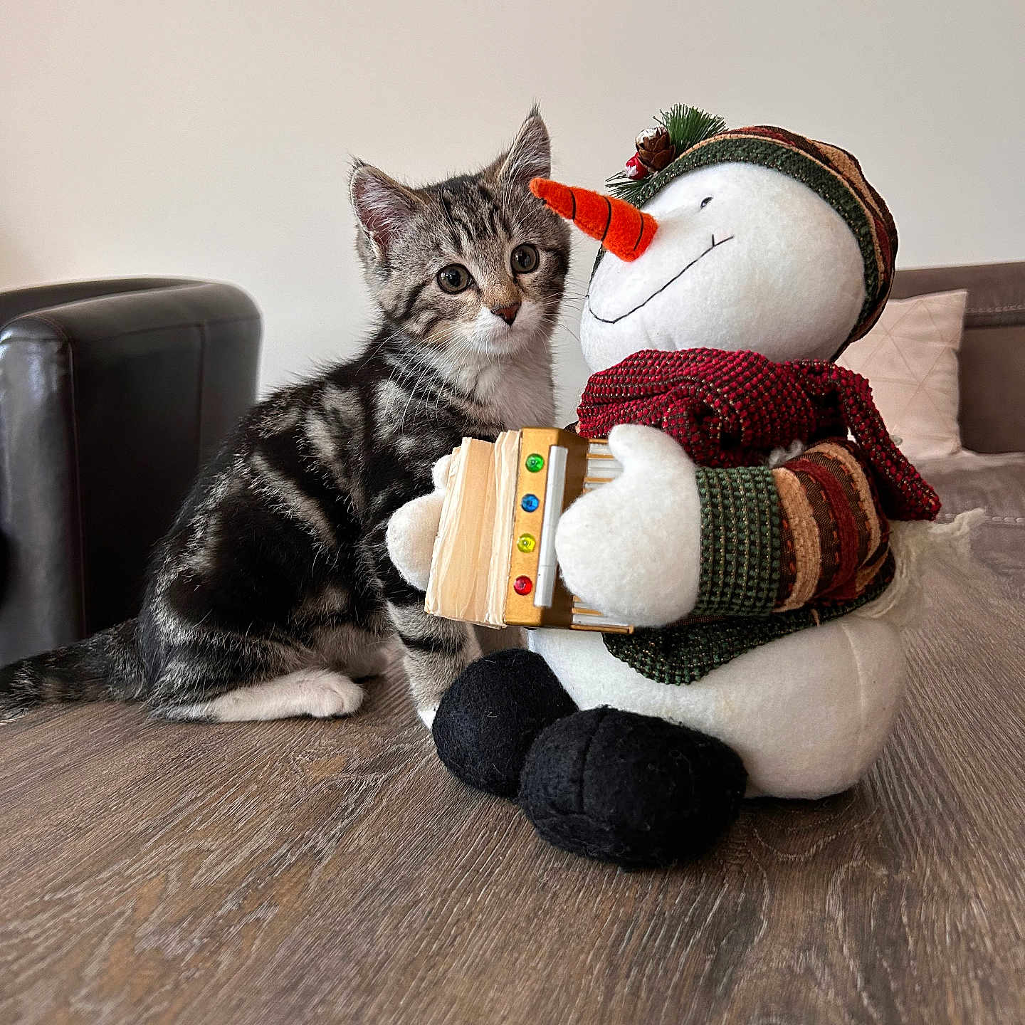 Chaussette a rejoint le concours — aidez-le/la à gagner de superbes lots ! animal, book, cat, chair, couch, furniture, hardwood, kitten, manx, nature, outdoors, pet, plush, publication, snow, snowman, teddybear, toy, winter, wood