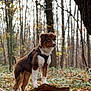 alert, animal, autumn, background_blur, brown, canine, dog, fall, forest, harness, leash, leaves, nature, outdoor, pet, standing, tree, tree_trunk, white, woods